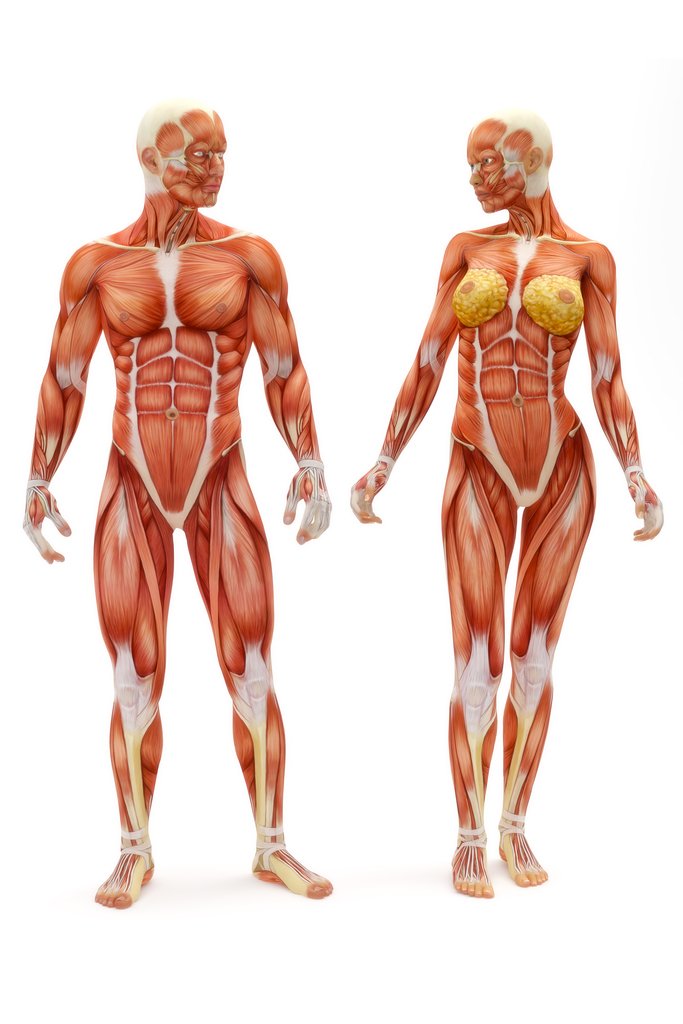 Female Body Anatomy Chart