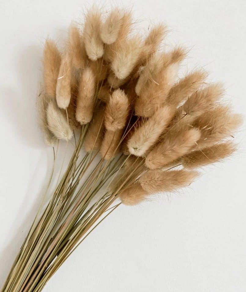 VRB Dec 50 Pcs Set 17inch Natural Dried Pampas Grass,Real Rabbit Bunny Tail,Reed Pampas,Boho Bouquet,Artificial Flowers Decor for Table Vase Home Decoration. (50 Pcs Dried Bunny Tails)