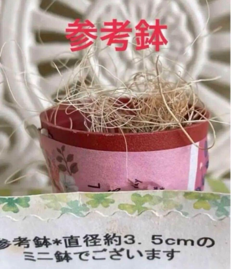 Amazon.co.jp: 多肉植物*可愛い斑入りベビーサンローズ錦