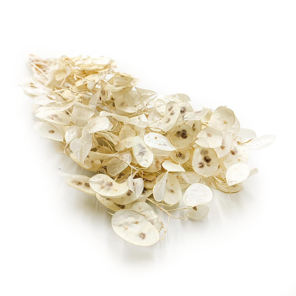Silvertaler (Lunaria) - Blanco
