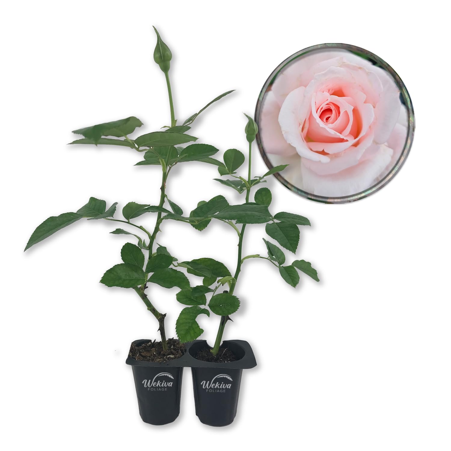 Amazon.com : Brides Dream Rose Bush - 2 Live Starter Plants in 2