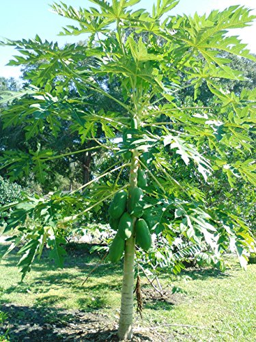 Fresh Papaya Leaves - Organic - 4 oz - Certified Fresh from Florida - Harvested fresh to ship