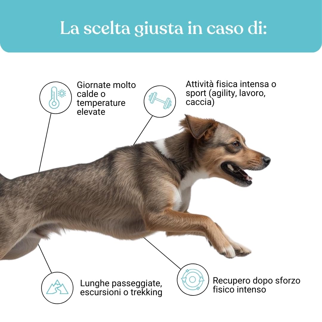 BAU Rehidratante Electrolítico para Perros Deportistas – Ideal con Calor – Gel Energético con Magnesio, Sodio y Potasio – Apoyo Durante la Actividad – Sticks Monodosis