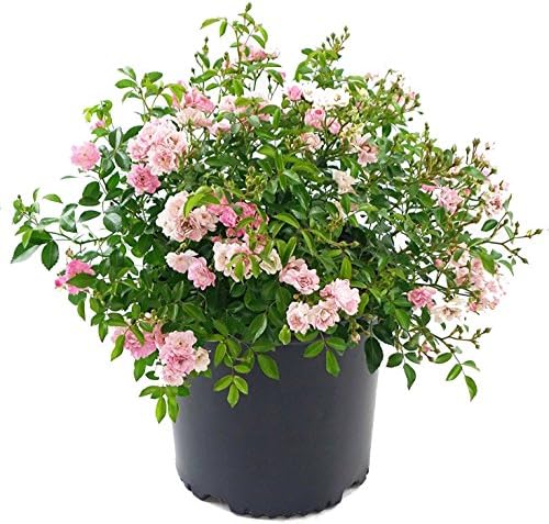 Rosa 'The Fairy' (Shrub Rose) Rose, double pink flowers, #3 - Size Container
