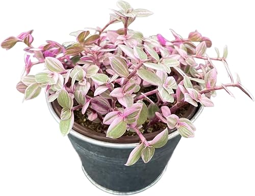 Plantas suculentas vivas de 4 pulgadas (dama rosa)