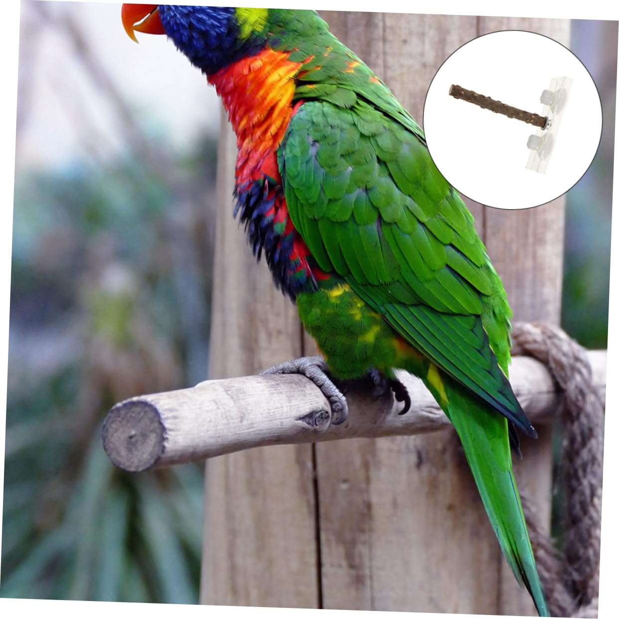 BESPORTBLE 2 Pcs Parrot Toys for Small Medium Birds Suction Cup Stand Portable Training Stand Ladder