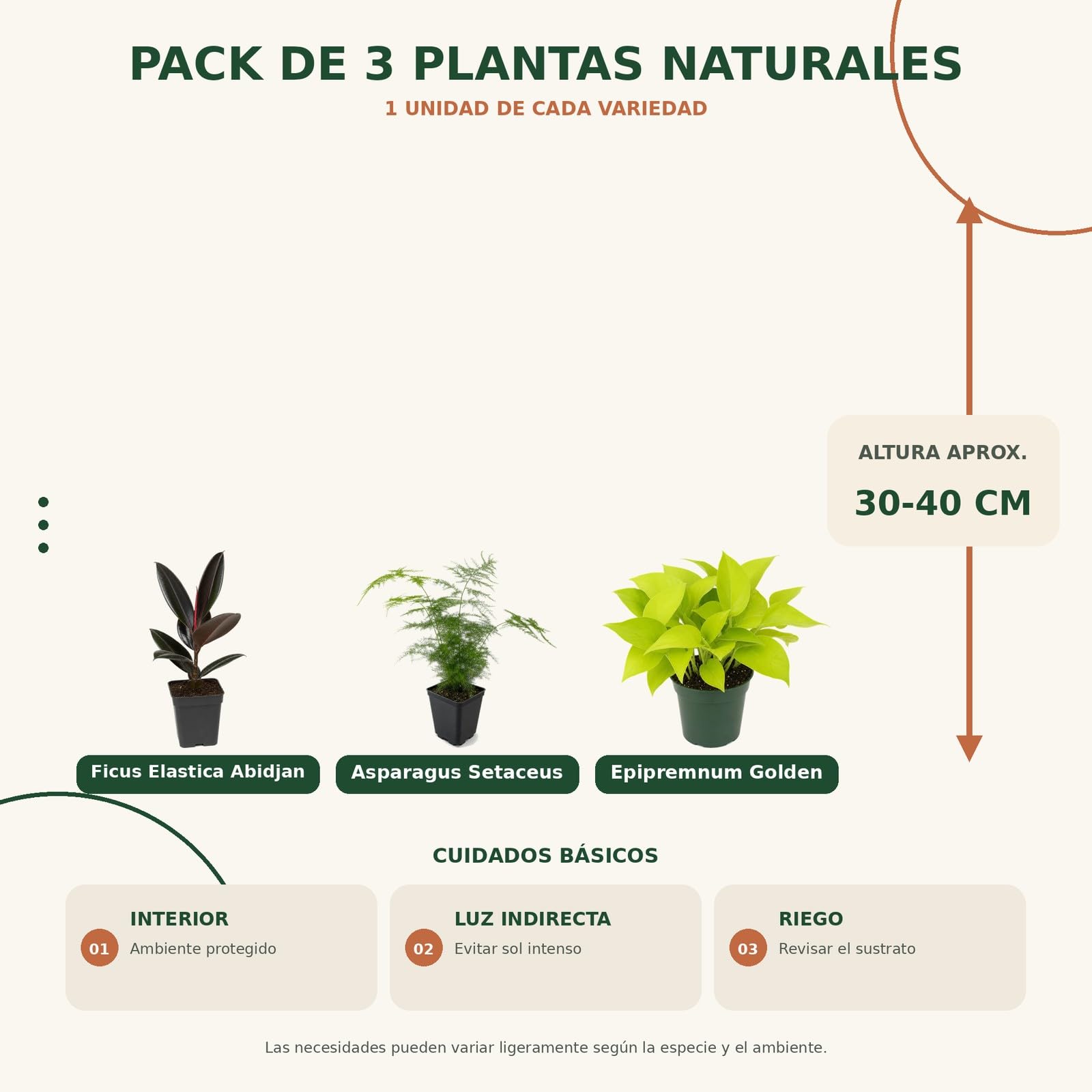 DECOALIVE Pack 3 Plantas: Ficus Abidjan, Espárrago Plumoso y Poto Amarillo