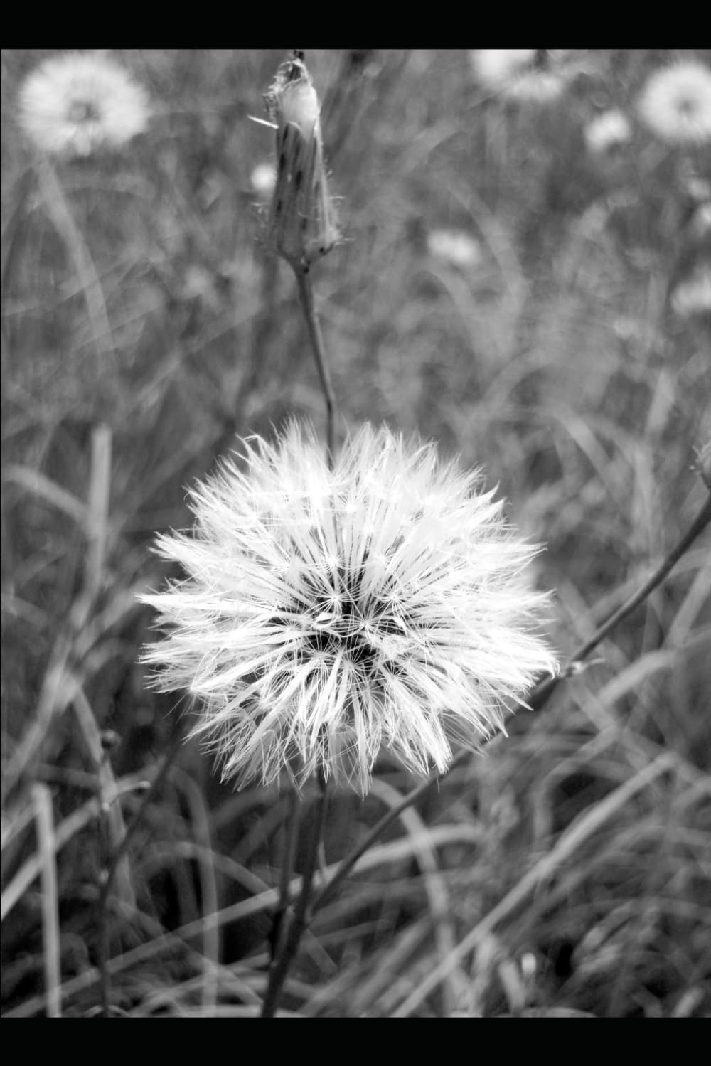 Dandelion Logic: Poems from the cracks I grew through.