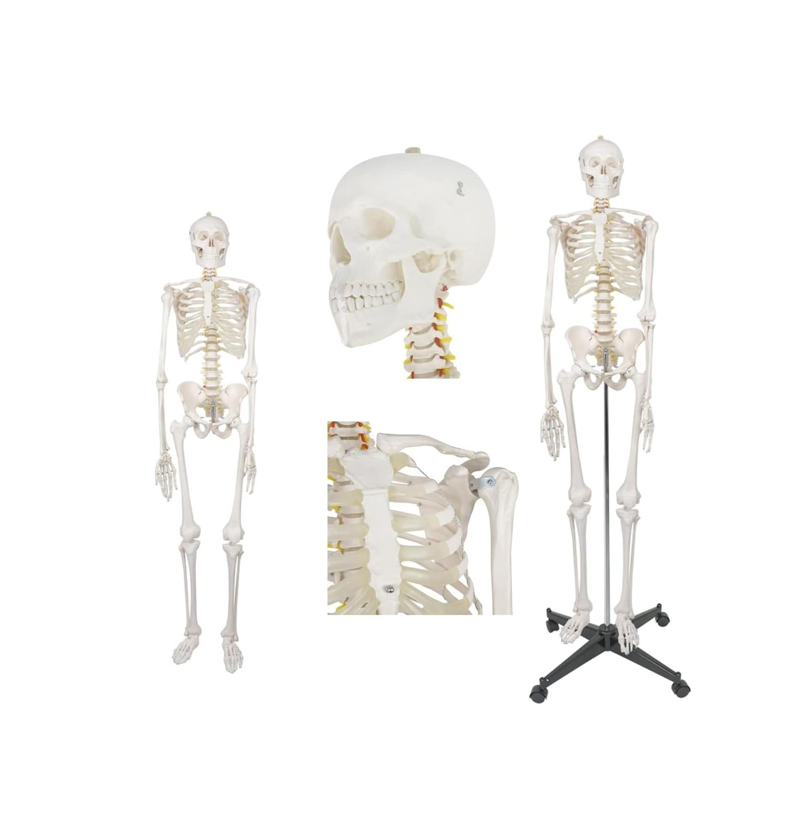 Modello di scheletro umano a grandezza naturale 170 cm con supporto mobile