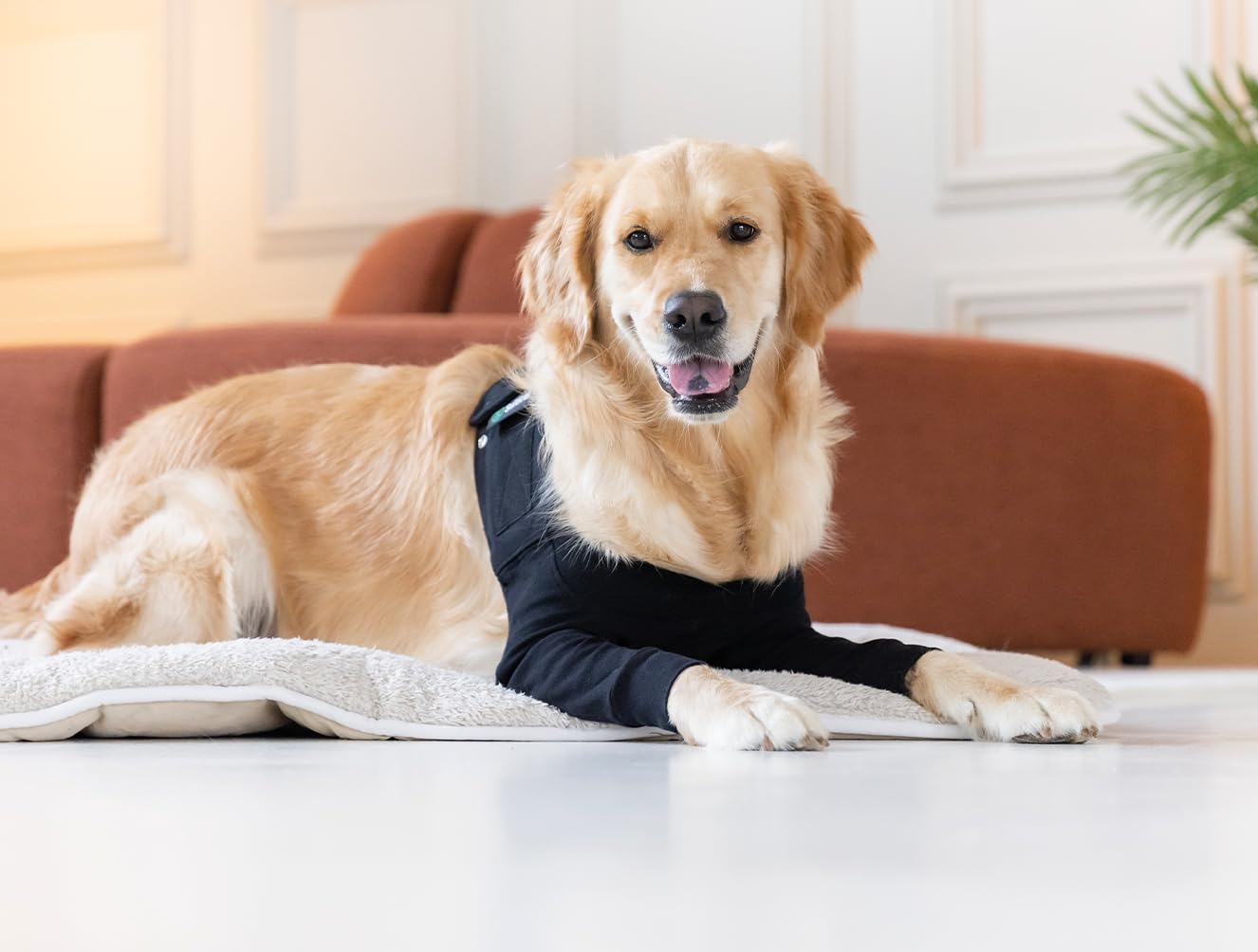 Suitical Recovery Double Sleeves - XLarge - Black - Leg Brace for Dog, X Large - Image 2