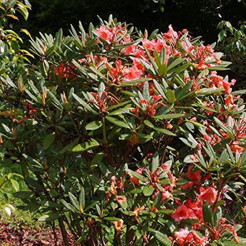 Rhododendron Tortoiseshell Orange Kompakter Wuchs mit orangen Blüten