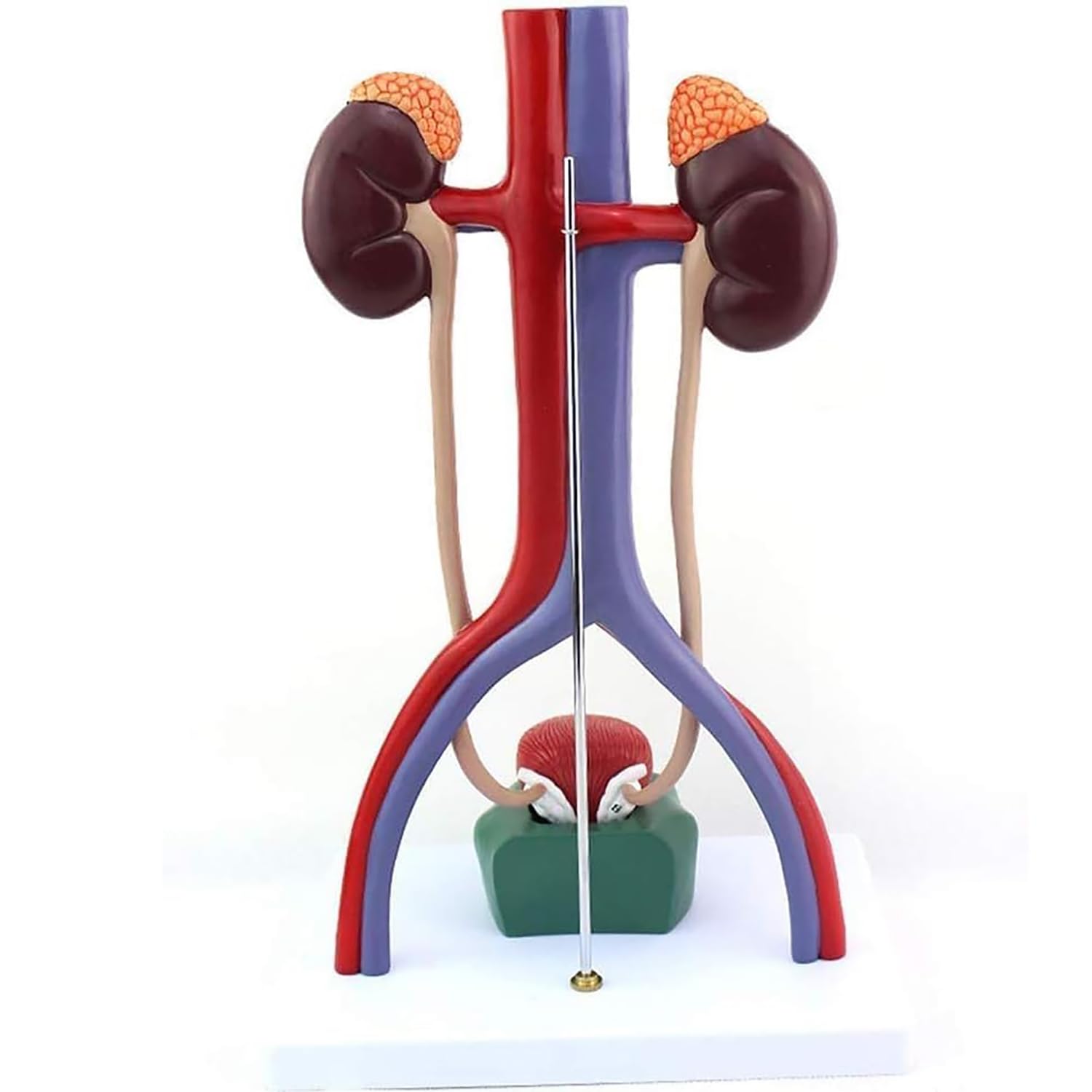 Model moczu człowieka, szczegółowa anatomia pęcherza moczowego nerki do edukacji medycznej i treningu urologicznego, narzędzie edukacyjne, pomoc w nauce anatomicznej