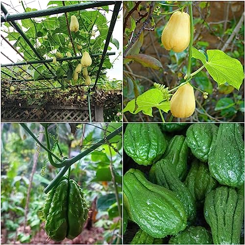 100 piezas semillas de chayote - semillas de hortalizas balcón orgánico plantas en macetas extremadamente resistentes,Sechium edule, pequeños regalos macetas bonsái plantas