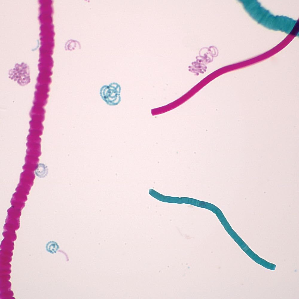 Mixed Blue-Green Algae, w.m. Microscope Slide