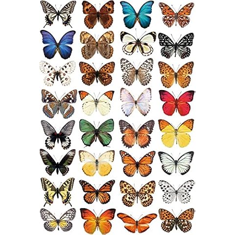 Stickers4 Beautiful Photorealistic Butterfly Window Stickers Cover