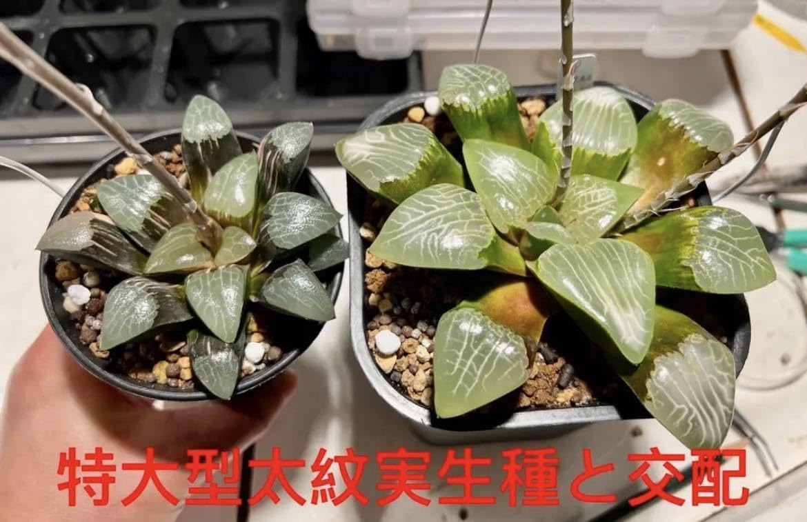 多肉植物 ハオルチア ハオルシア コレクタ錦 ジュピター実生 ｜サボテン 
