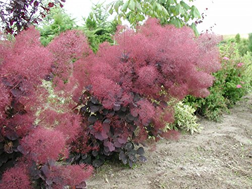 Royal Purple Smoke Bush - Cotinus - Flowering Shrub - 4 Royal Purple Smoke Bush - Cotinus - Flowering Shrub - 4