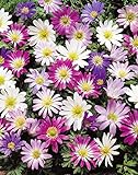 Anemonen Zwiebeln blanda gemischt (25 Blumenzwiebeln)