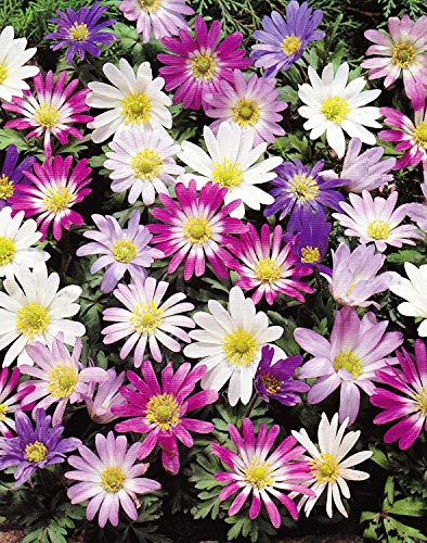 Anemonen Zwiebeln blanda gemischt (25 Blumenzwiebeln)