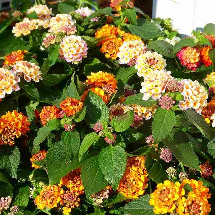 寄せ植え　花■みつばちと花畑 f0960163cac2c4033a3b81b637390f