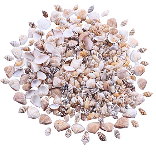 MINI Tiny Natural Mixed Ocean Sea Shells Variety Beach Decor Crafts Aquarium Scrapbook Candle Miniature Decoration (Style B)