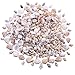 Mini Tiny Natural Mixed Ocean Sea Shells Variety Beach Decor Crafts Aquarium Scrapbook Candle Miniature Decoration (Style B)