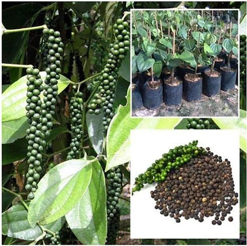 Live Gol Mirch Plant, Black Pepper Piper Nigrum Gol Mirch Kali Mirch Healthy Live Plant Actual Plant Thriving Black Pepper Vine for Indoor and Outdoor Cultivation, Vibrant Green Foliage (pack of 1)