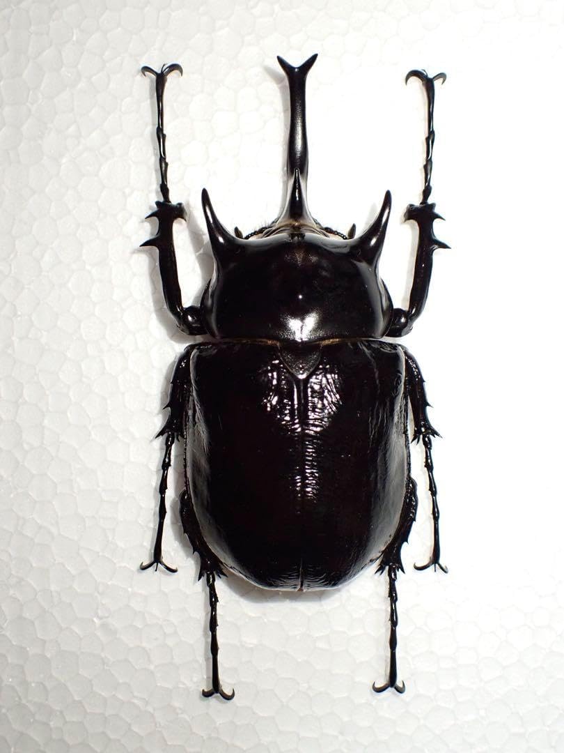 ^_^【標本】マルスゾウカブト　ペルー産　103.5ミリ　野外品 標本マルスゾウカブト ペルー産 103.5ミリ 野外品 <0622z昆虫