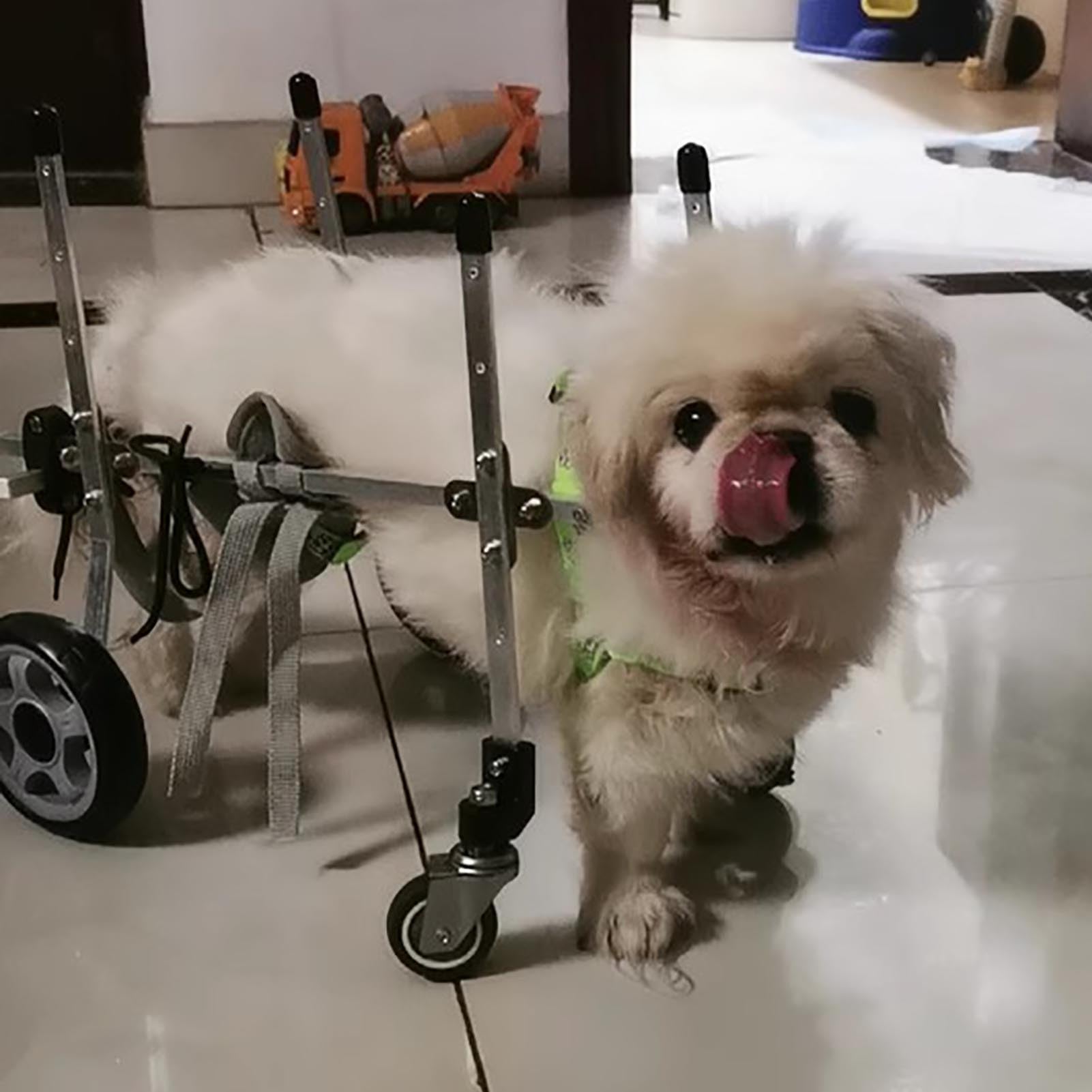 Silla de ruedas para perros todoterreno: soporte de cadera ajustable y ligero para talla XS