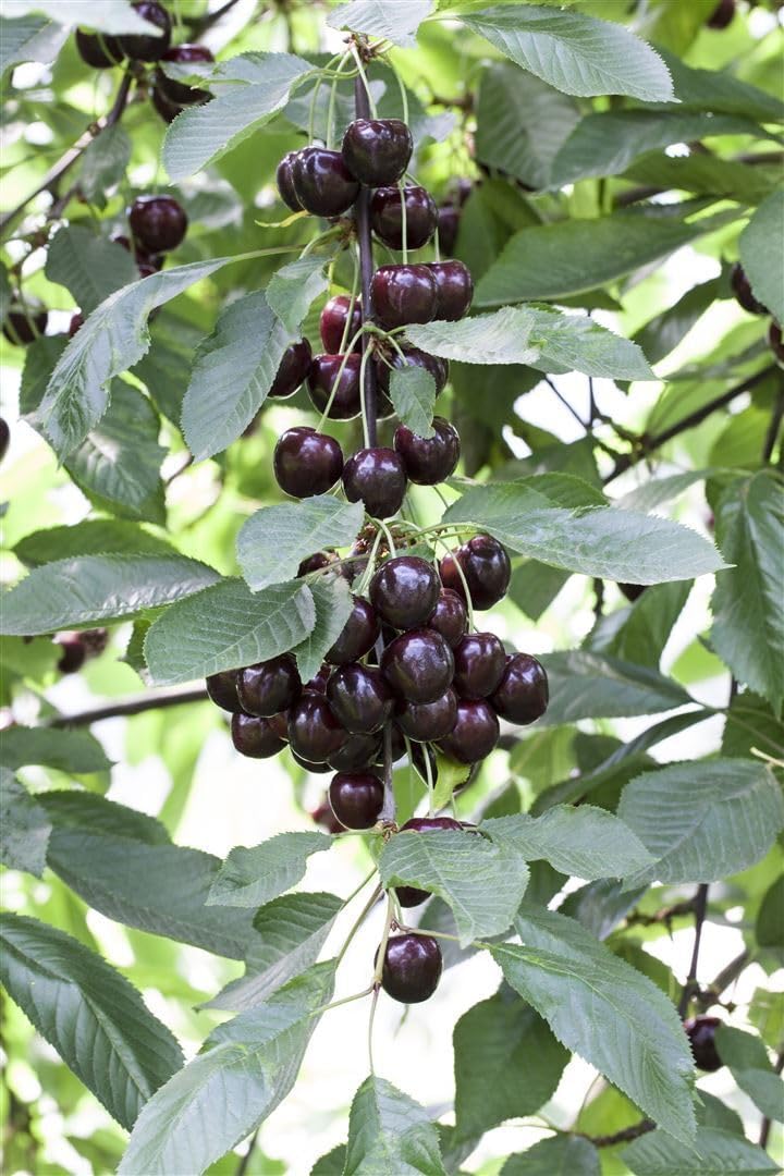 Sour Cherry Prunus Cerasus Shade Morrel 40 cm Hardy