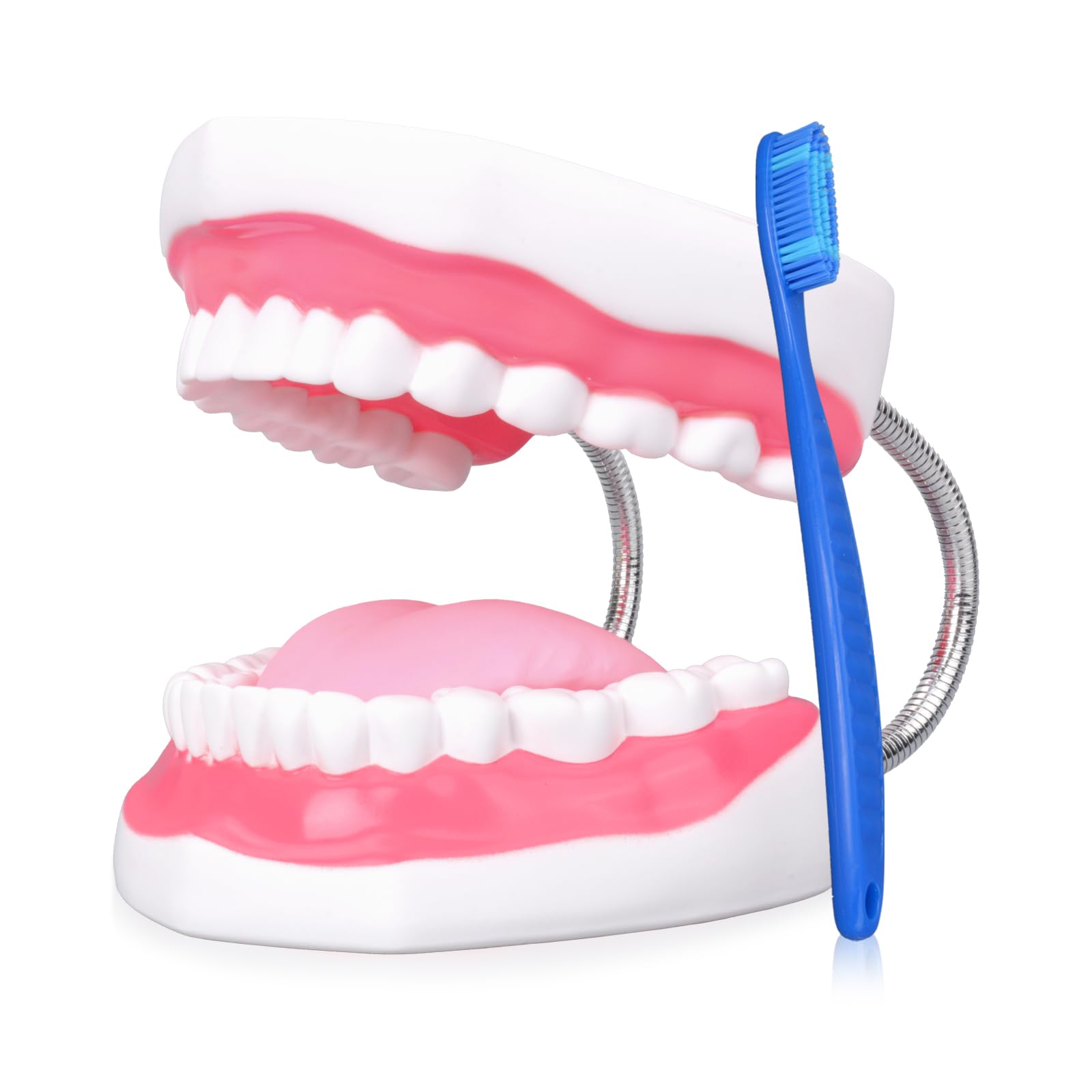 Ultrassist Magnum Dental Model, ingrandito 6 volte di dimensioni standard, per formazione dentale e linguistica; include spazzolino da denti e accessori per l'istruzione dentale abbinati