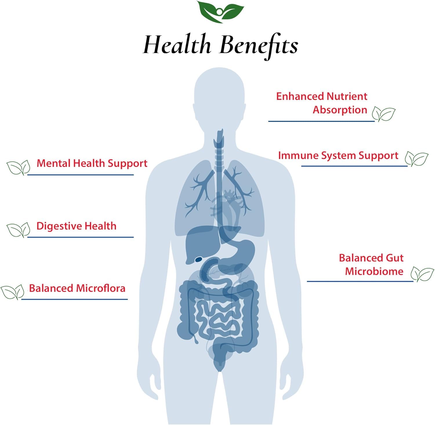 Foods For Gut Lactobacillus Plantarum Probiotic Powder 400 Billion cfu's | Made in USA | No Additives | Digestive & Immune Support | High Potency | L. Plantarum | 30 Grams (1.05 Oz)