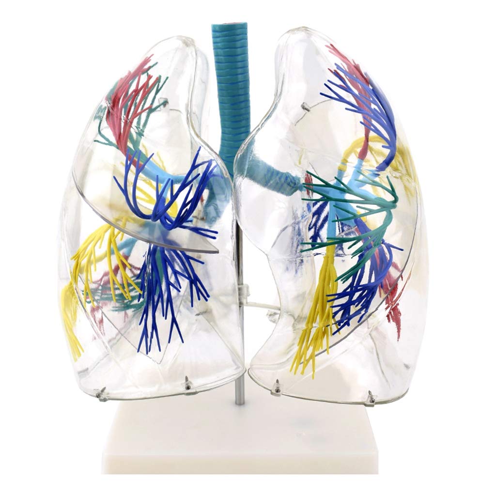 Sjdopulse Medical Anatomical Lung Model - Transparent Bronchial Tree Thoracic Surgery Respiratory Science Models - Human Organ Anatomical Model - For Medical Educational Training