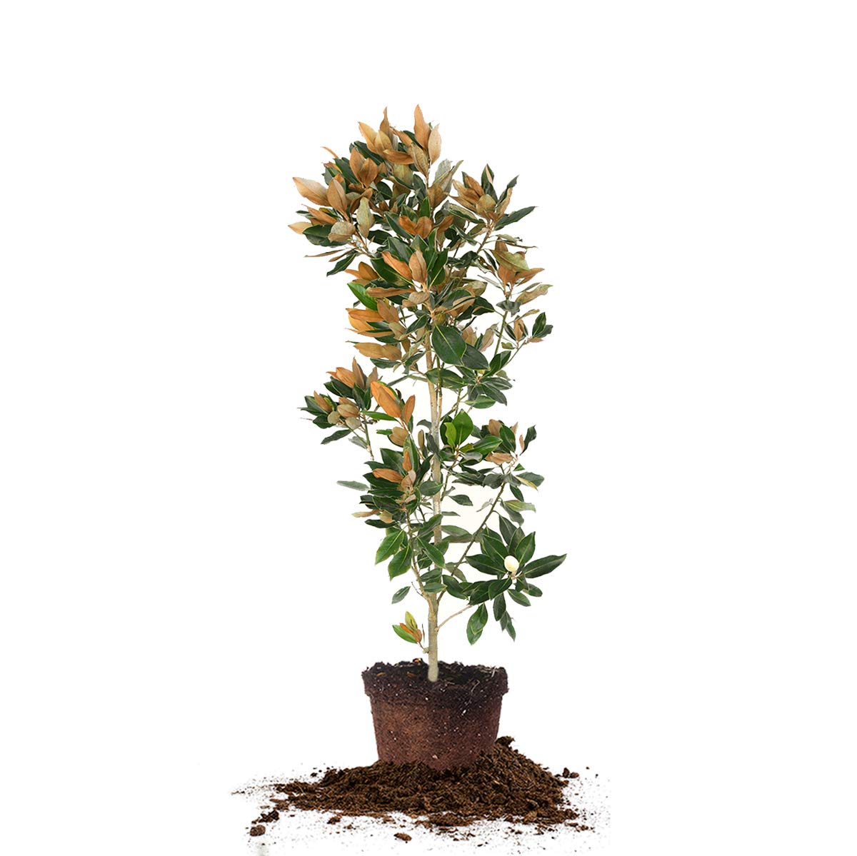 Perfect Plants Little Gem Magnolia Live Plant