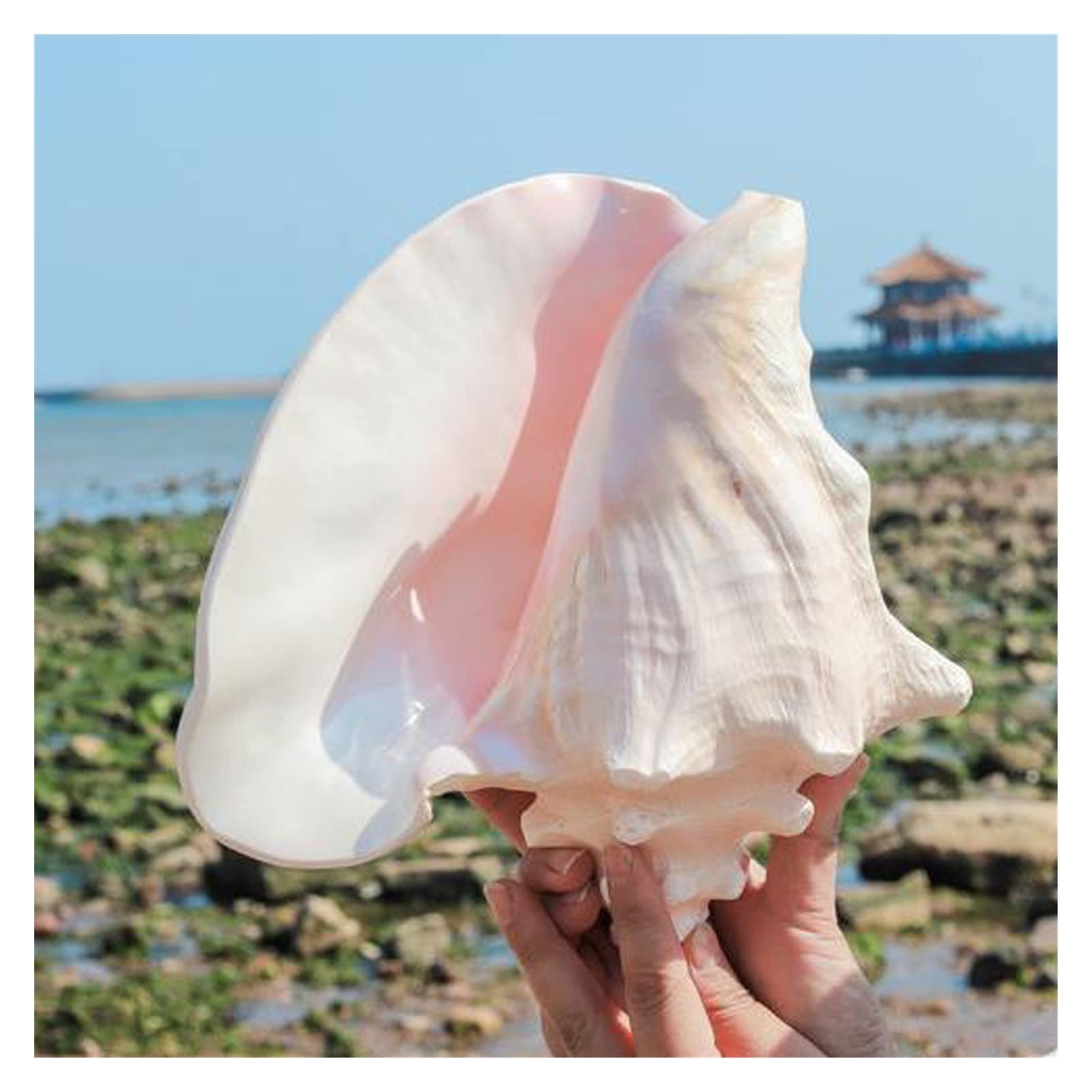 HAOTINGnatural 1pcs natural Conch sea shell rouge conch shell&queen conch shell for home decoration or gift (Size : 22cm-25cm)