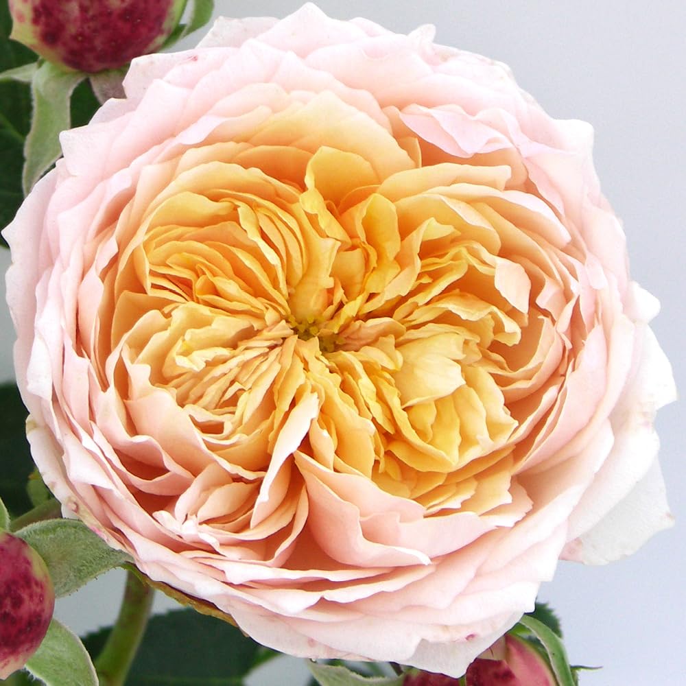 YouGarden Harkness Roses Anthony's Rose, Climbing Amber Pink, 4 Litre Potted Plant, Fragrant Garden Colour, Ready To Plant