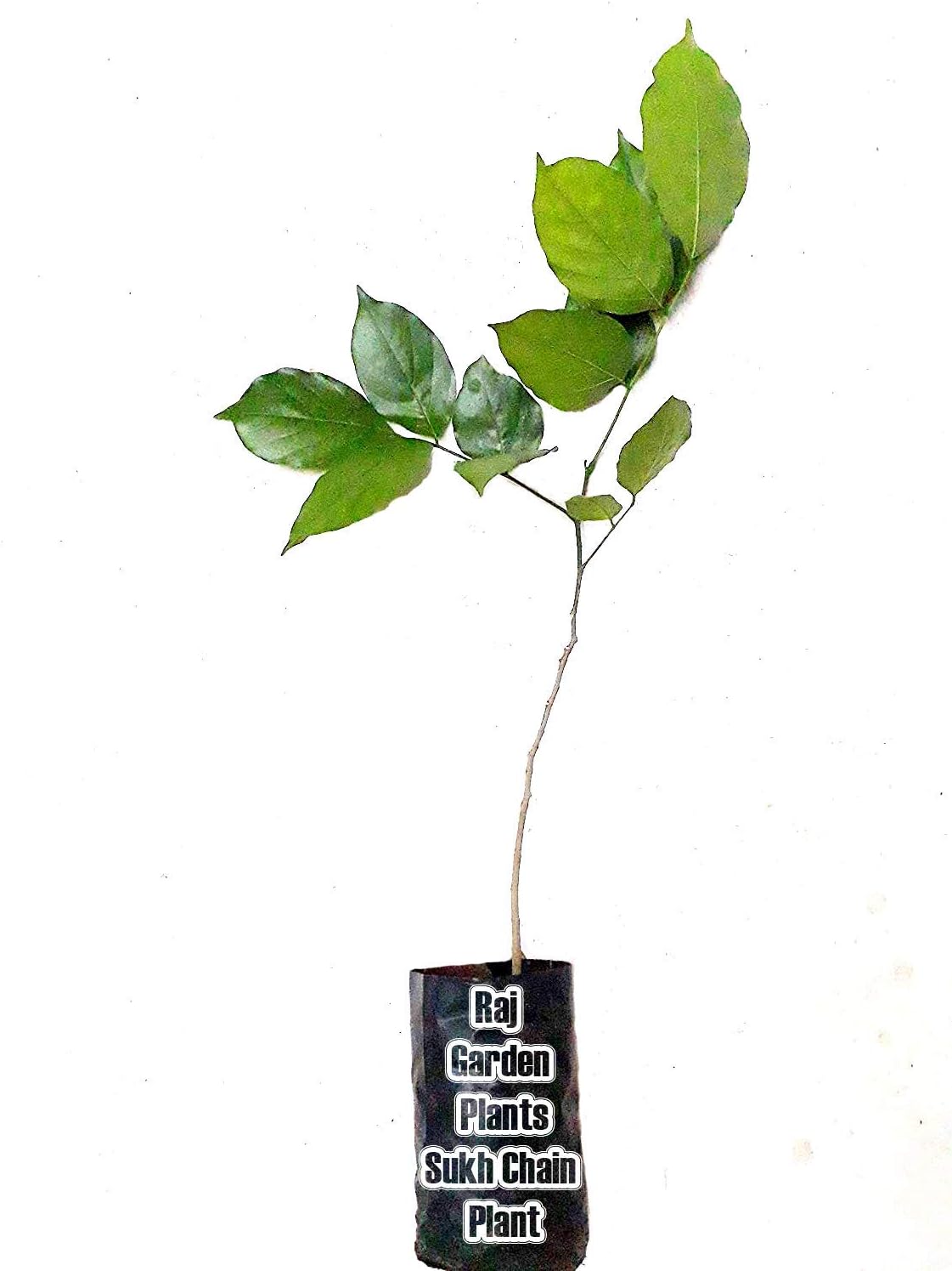 Sponsored Ad - Karanj Live Plant, Pongamia pinnata Live Plant, Indian Beech, Pongam oiltree, karanj, honge/karajata, pungai, kānuga, karach, naktamāla Magul karanda, Sukh Chain