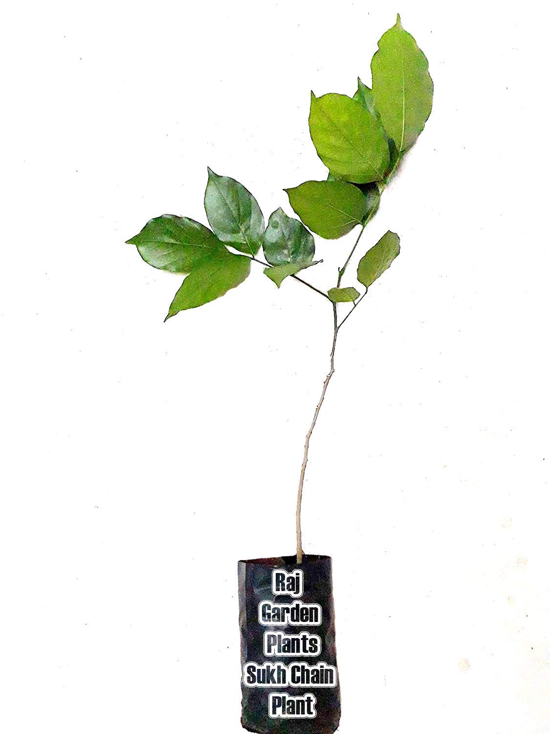 Sponsored Ad - Karanj Live Plant, Pongamia pinnata Live Plant, Indian Beech, Pongam oiltree, karanj, honge/karajata, pungai, kānuga, karach, naktamāla Magul karanda, Sukh Chain