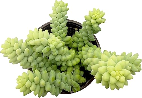 Miniatura 3 de Sedum Burrito (cola de burro) - Planta suculenta viva  Follaje de cuentas verdes arrastradas, cesta colgante de interior de fácil cuidado, suculenta