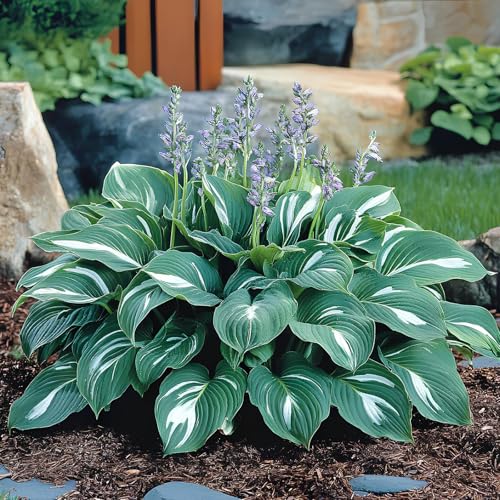 Image of Hosta Seeds For Planting (200 SEEDS) Low Maintenance - Grow Indoor /Outdoor Both - Grow Year Round (GREEN POWER)