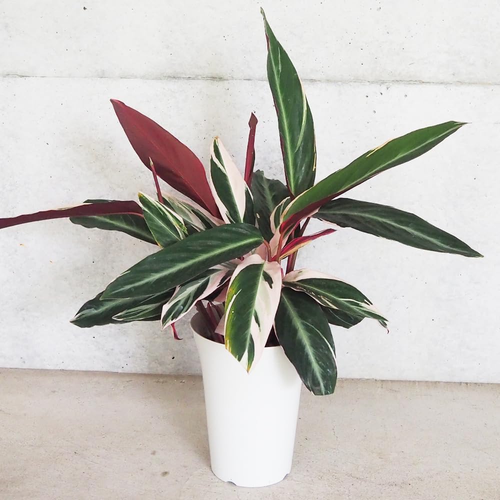 凄い、って！ブルーベリーの木 約1.5メートル 開花中！ 凄い、って