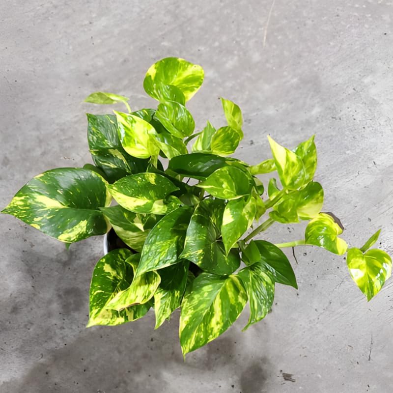 Golden Pothos Live Plant, 6" Potted Plant, Easy Care Indoor Vine, Hanging Green Foliage for Shelves and Desks