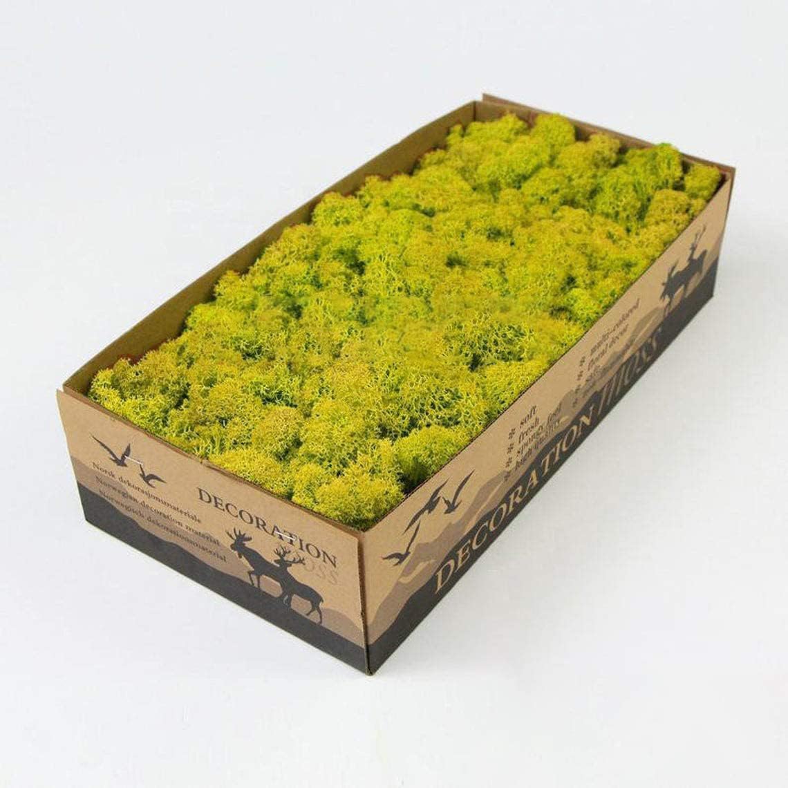 Preserved Reindeer Moss Natural Green DIY Kit Terrariums Gardenning Art Wall Decor Florist Decor Easter Table Decor Wedding Decor (0.85lb) (Green-01)