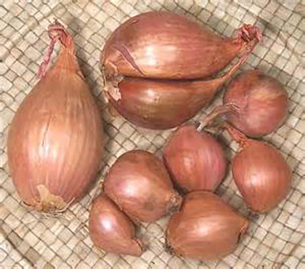 Shallots, 1 Pound, Freshly Harvested, Large to Medium Size, Restaurant Qulaity