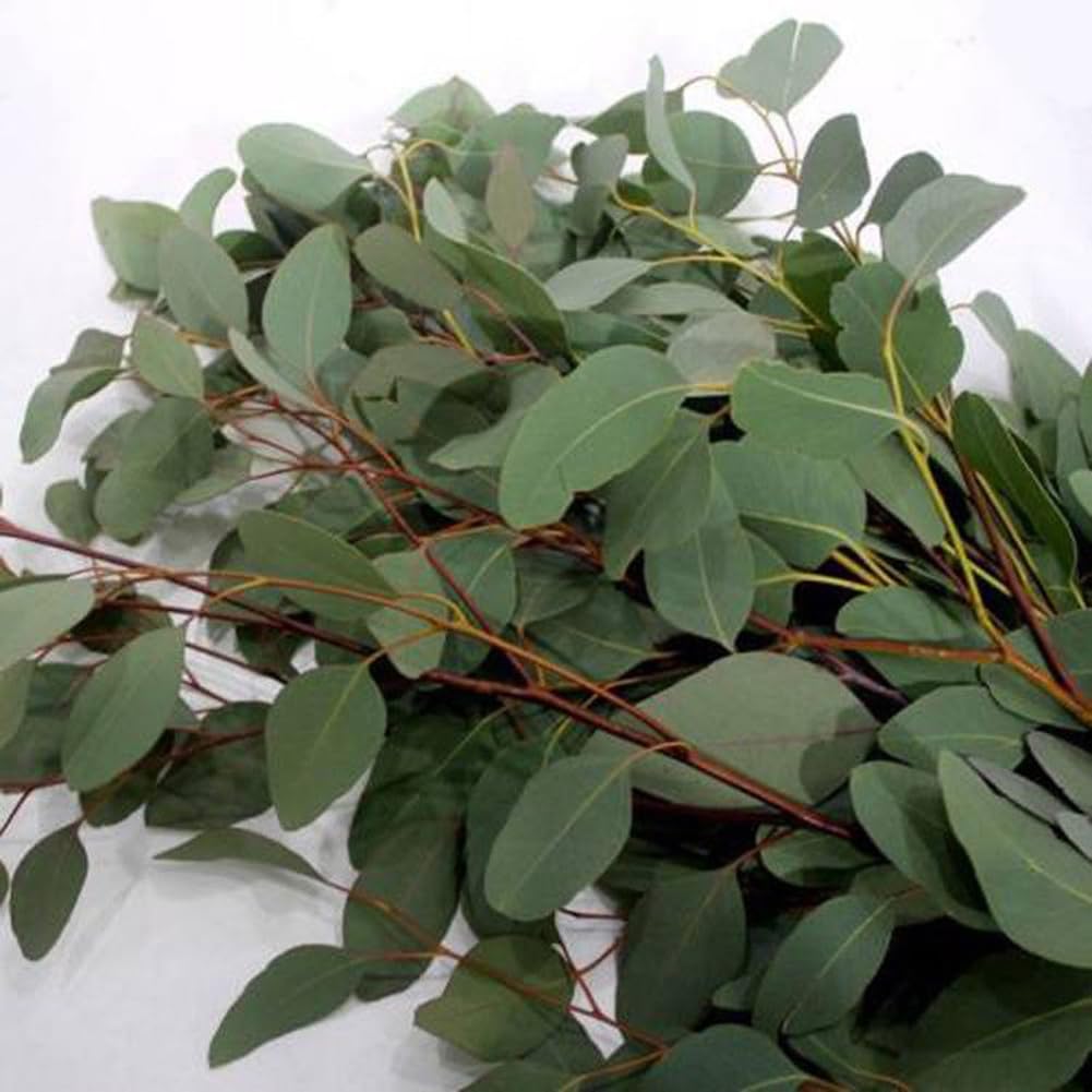 Eucalyptus Arbre Graines, 30 Graines Bonsaï Plante Aromathérapie Décoration Maison
