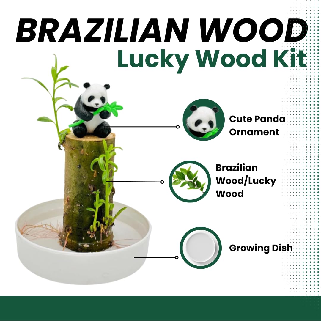 Plante en bois de saule brésilien, mini kit de bois porte-bonheur du Brésil, avec plateau, arbre porte-bonheur, étape de gonflement – sur le point de germer, arbre brésilien, pendaison de crémaillère