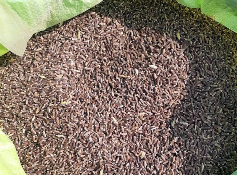 Image of Organic Black Wheat Grains Seeds (5 Kgs) | Kale Gehu Ka Seeds | For Farming, Sowing & Agriculture Use | Produce of India | 100% Natural & Non-GMO | By Eywa