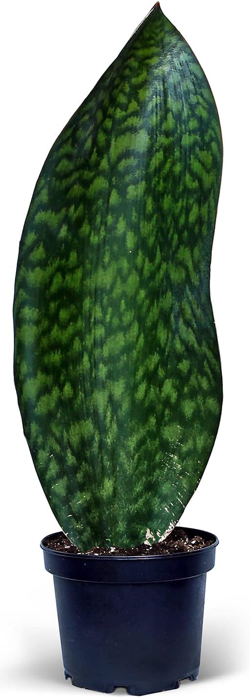 Live Sansevieria Masoniana, Mason’s Congo, Whale Fin, Shark’s Fin, Rare Houseplant, Housewarming Gift, Christmas Gift, Father's Day Gift, Live Home Decor Plant in 6" Pot