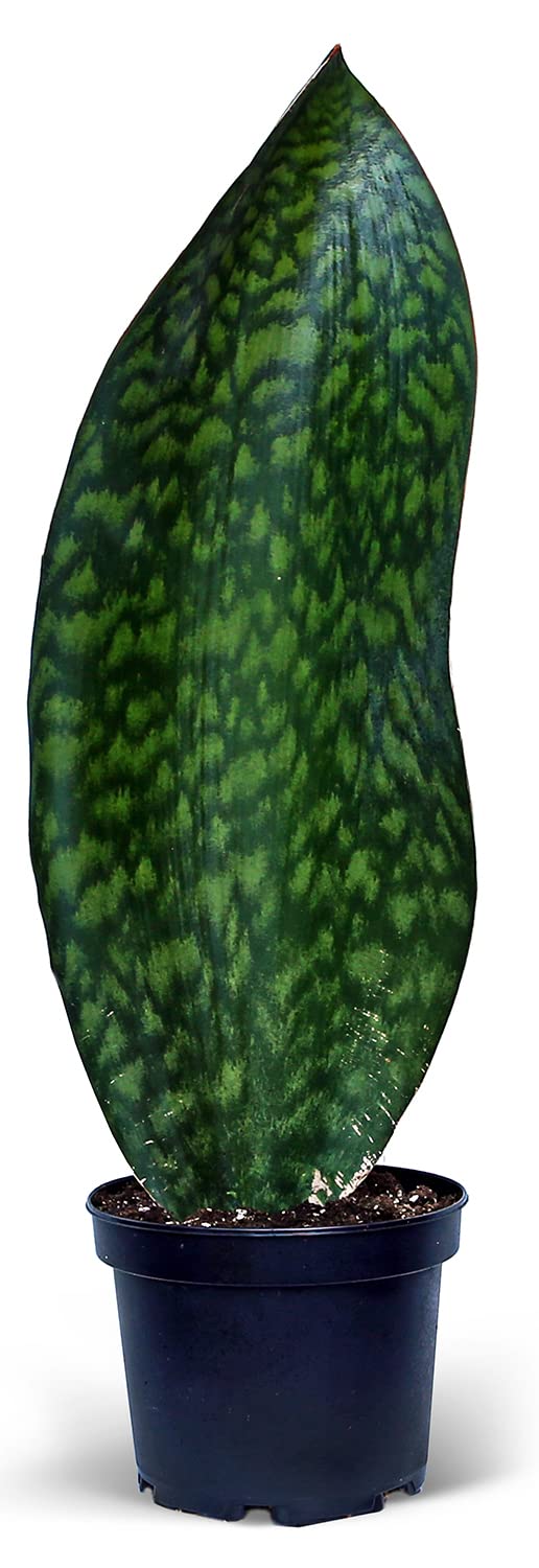Sansevieria Masoniana Whale Fin