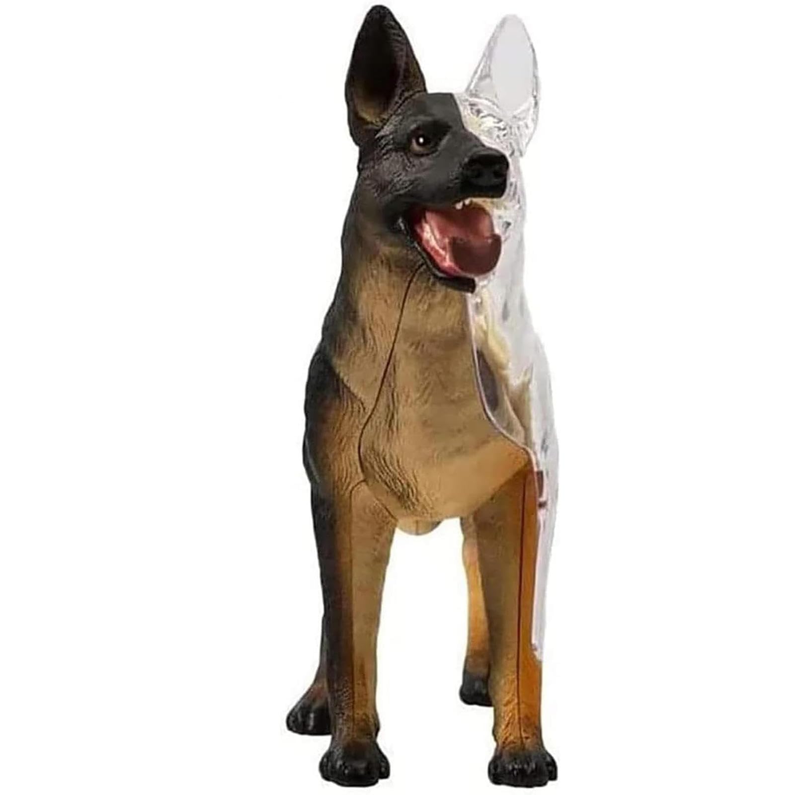 AMITD Modèle anatomique 4D pour chien, 29 pièces détachables, pour l'apprentissage des animaux et l'entraînement vétérinaire